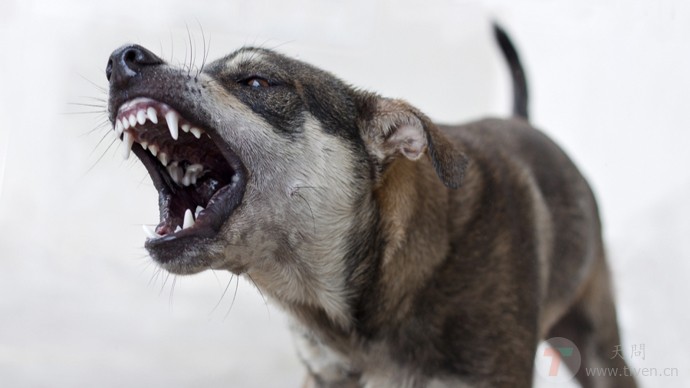 恶犬咬人何时休